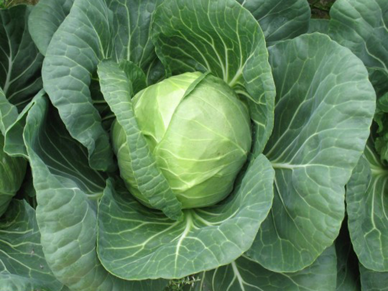 Kupus Nozomi F1 - rani